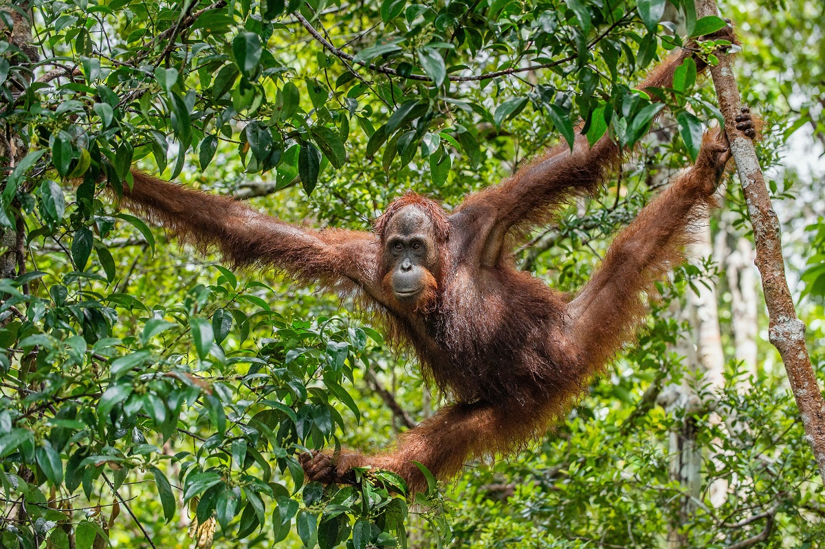 Ancaman Perubahan Iklim bagi Keberlangsungan Hidup Orangutan